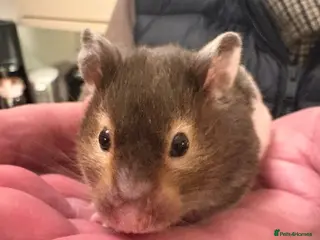 Hamster rodents Beautiful hamster for sale - Advert 1