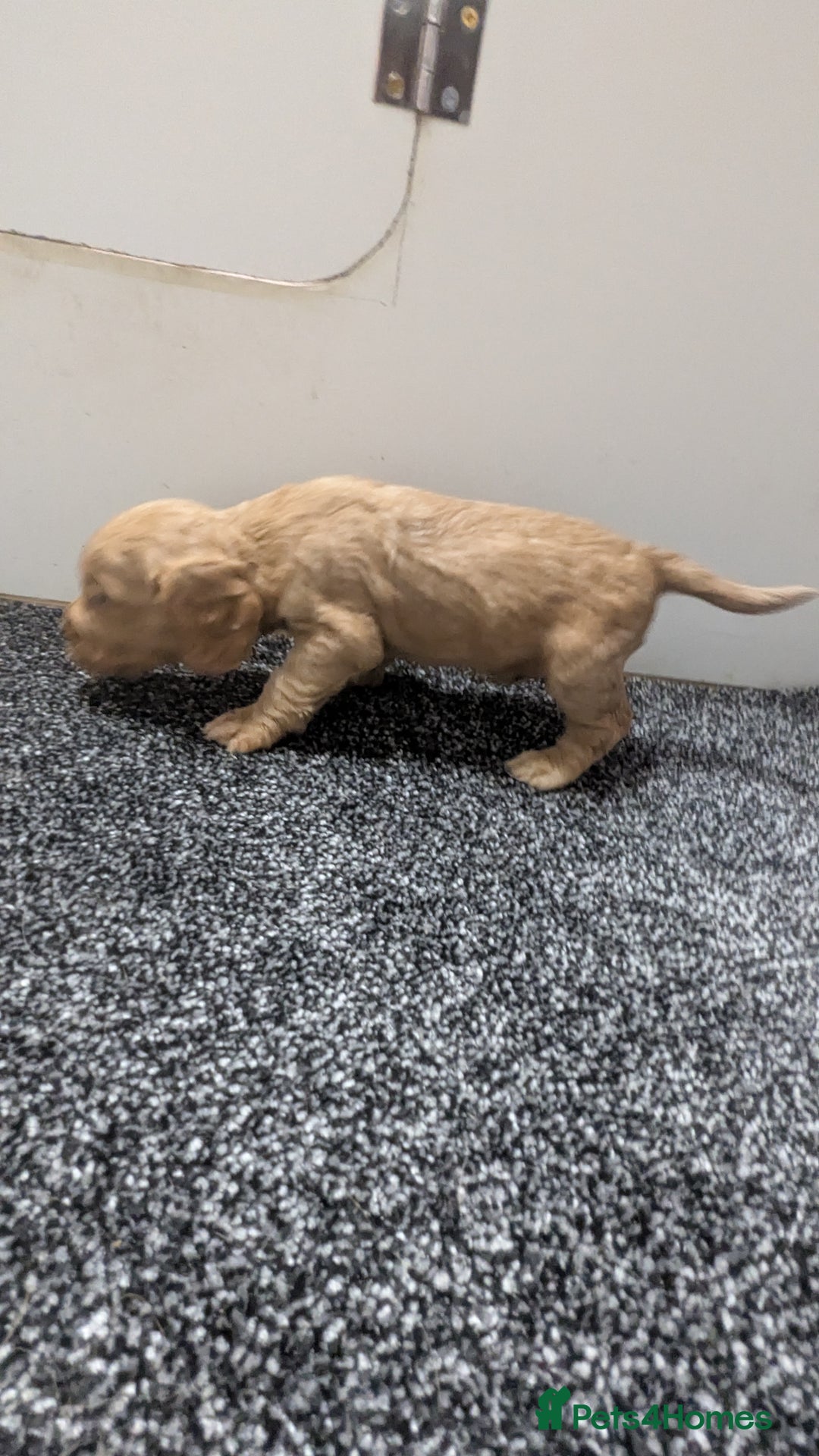 Cocker Spaniel dogs for sale: Adorable Working-Type Cocker Spaniel puppies - Advert 21