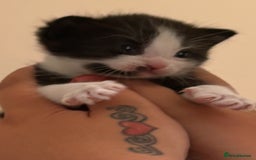 Mixed Breed cats for sale: 3 beautiful kittens for sale - Image 18