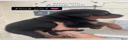 Rottweiler dogs for sale: 4 stunning Rottweiler pups available  - Advert 6