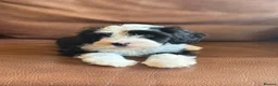 Tibetan Terrier dogs for sale: Beautiful Kc Registered Tibetan Terrier Puppies - Advert 10