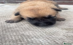 Belgian Shepherd Dog dogs for sale: Stunning Pure Belgian Malinois Pups - Image 8