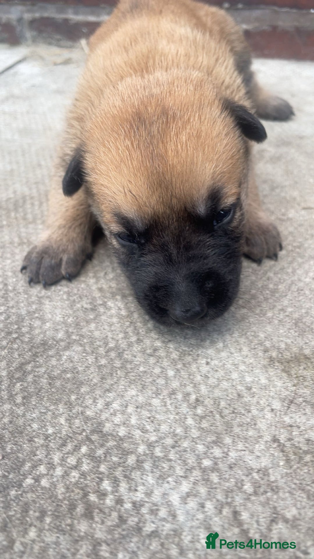 Belgian Shepherd Dog dogs for sale: Stunning Pure Belgian Malinois Pups - Image 8