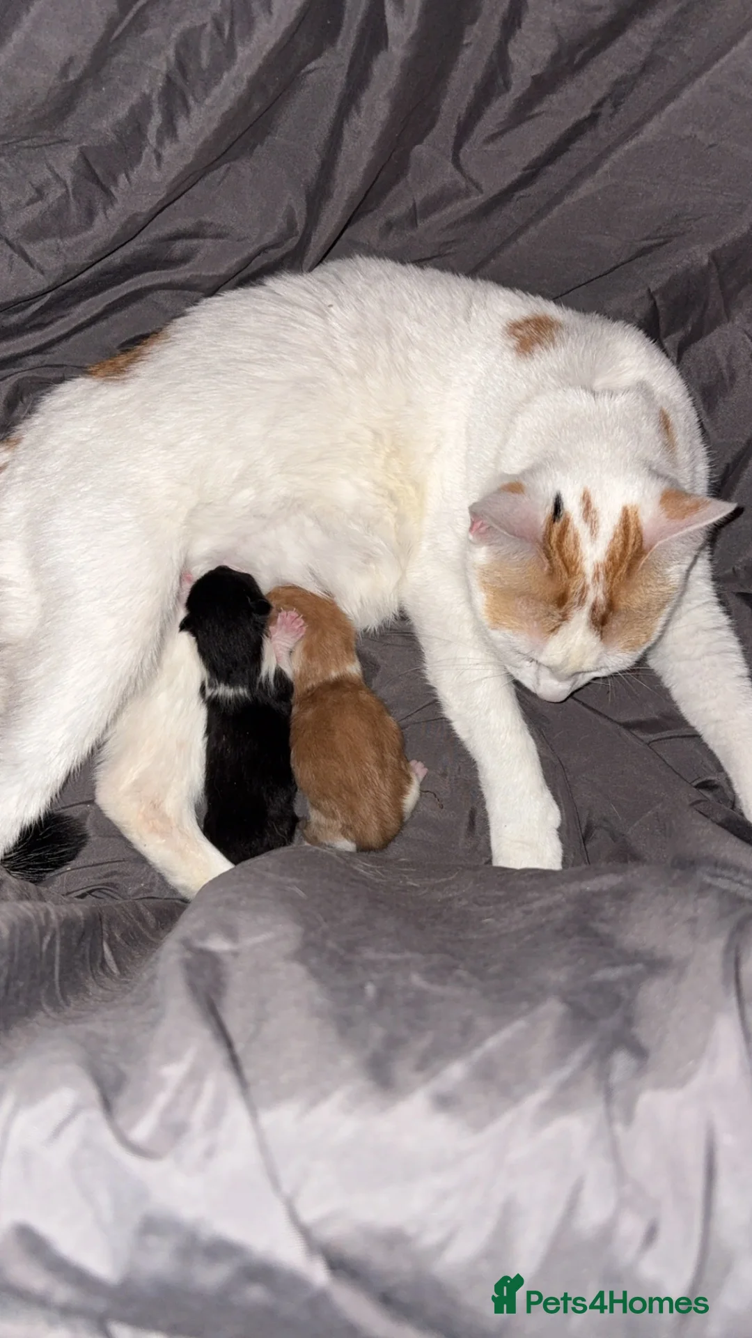 Mixed Breed cats for sale: 1 black and white boy - Advert 5