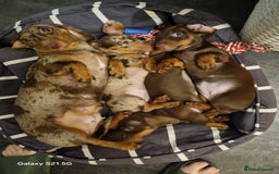 Miniature Dachshund dogs for sale: Beautiful Miniature Smooth Girl Mabel - Image 6