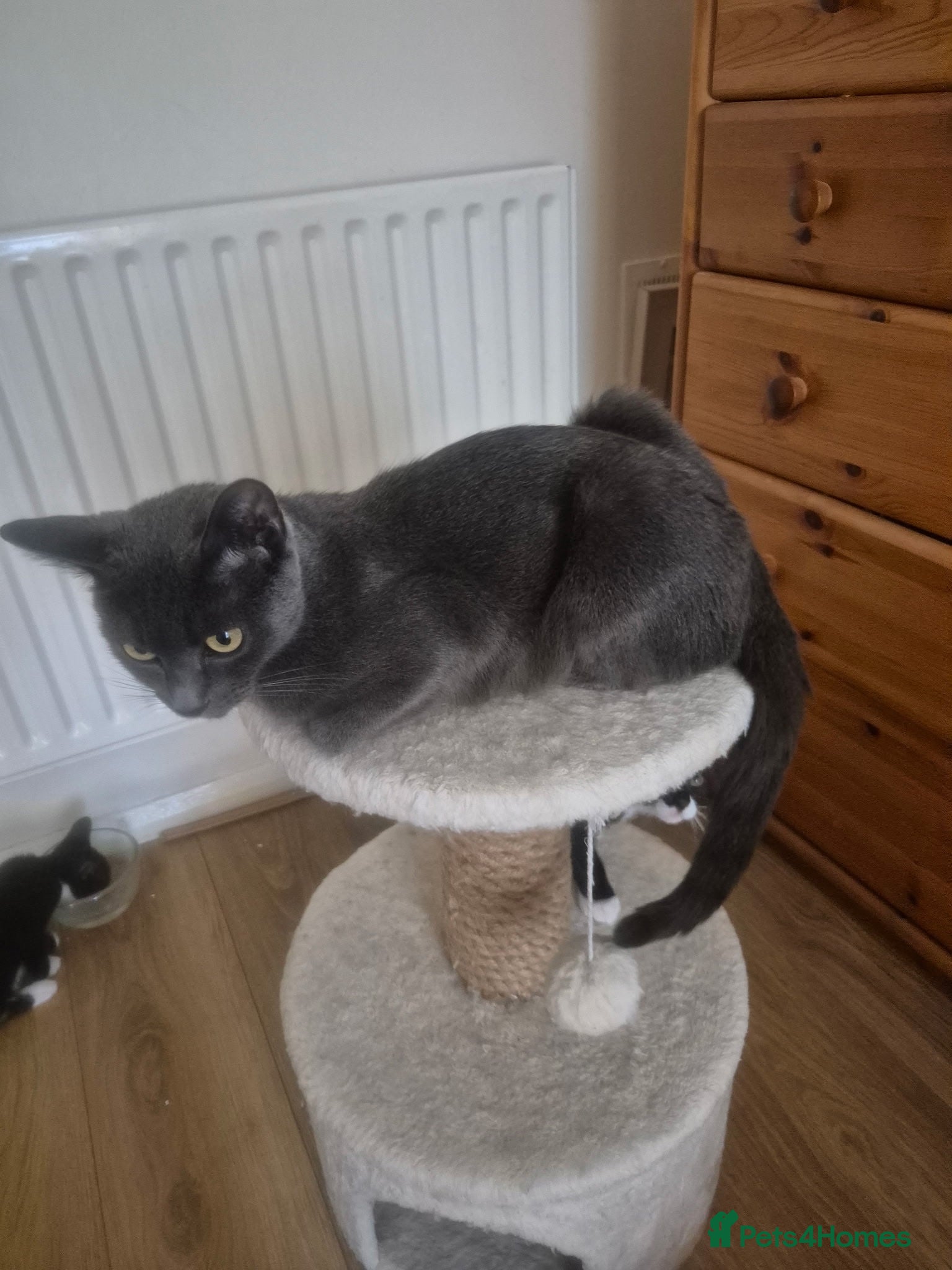 Mixed Breed cats Russian blue mix kittens  - Advert 9