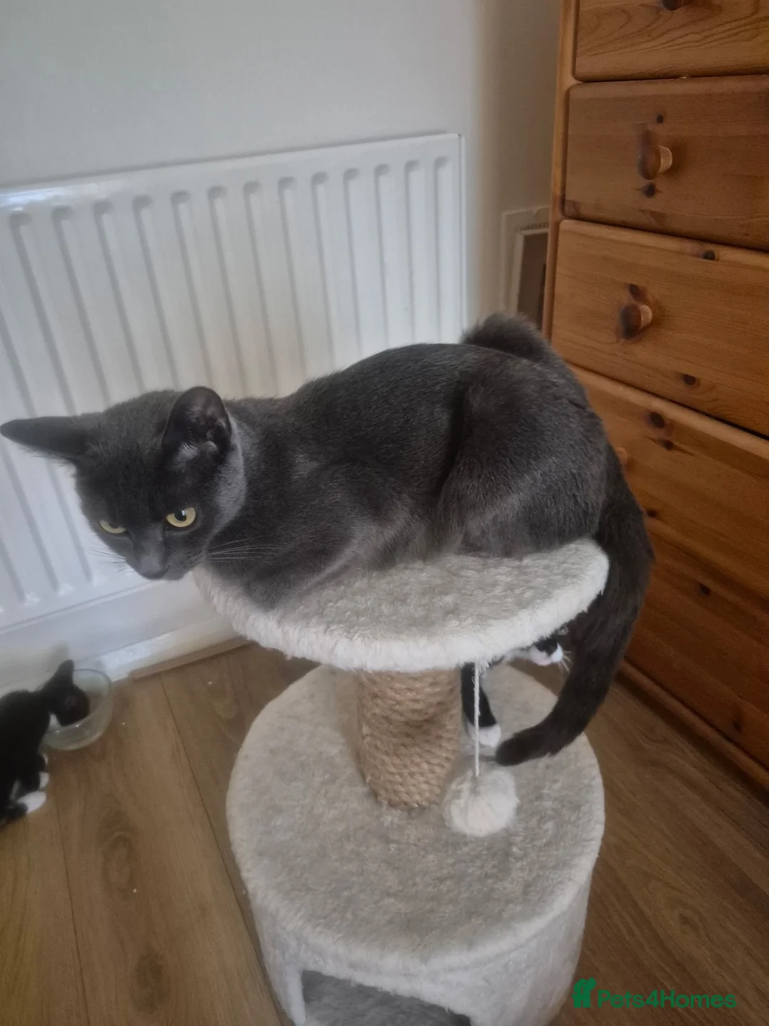 Mixed Breed cats for sale: Russian blue mix kittens  - Advert 1