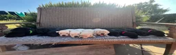 Labrador Retriever dogs for sale: Exquisite KC FTCH Labrador Puppies - Advert 1