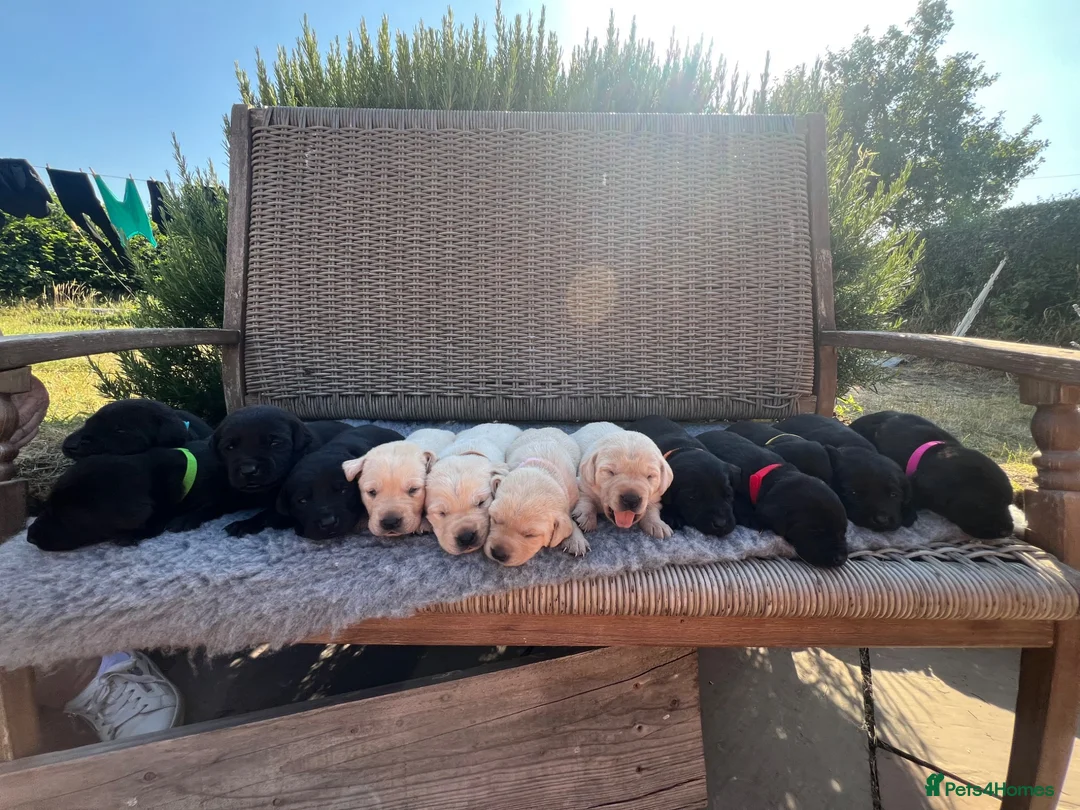Labrador Retriever dogs for sale: Exquisite KC FTCH Labrador Puppies - Advert 1