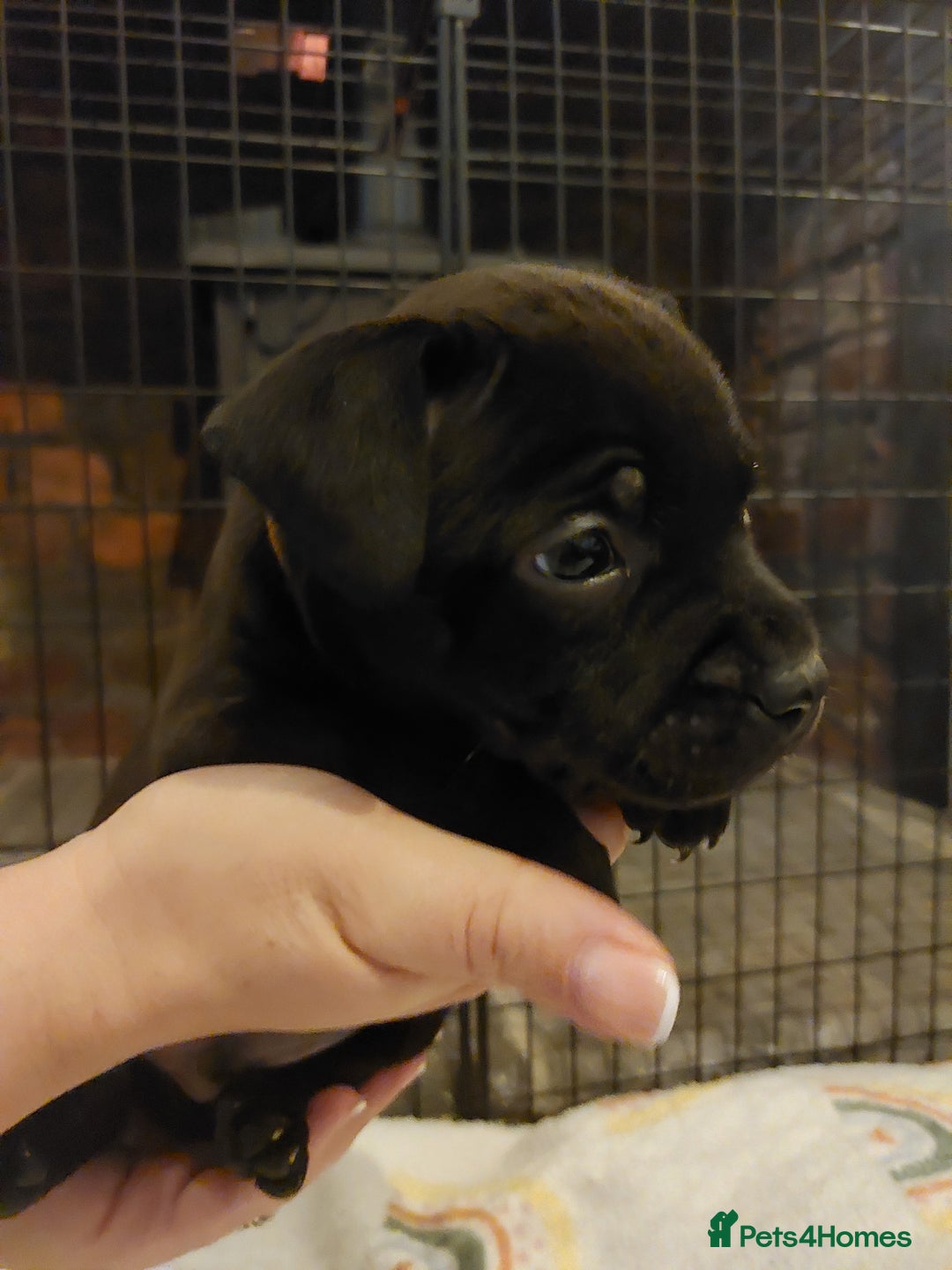 Staffordshire Bull Terrier dogs for sale: *2 left* Stunning Chunky KC Staffy Pups - Image 10