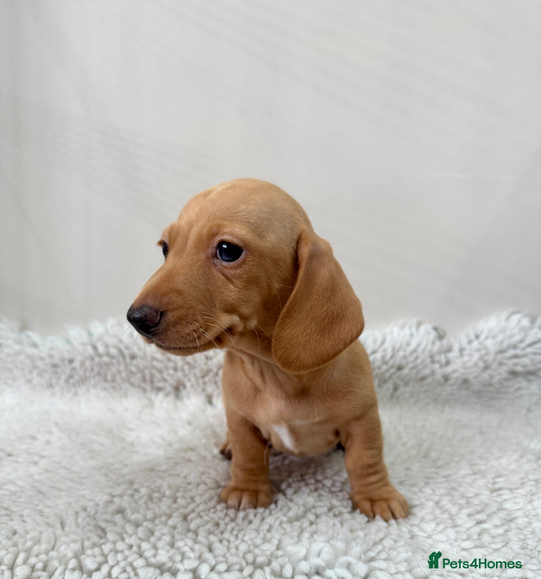 Miniature Dachshund dogs for sale: 🥰 3 cream smooth haired ready 6th November🥰  - Image 14