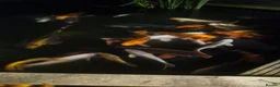 Koi Carp fish for sale: Koi carp various sizes - Advert 13