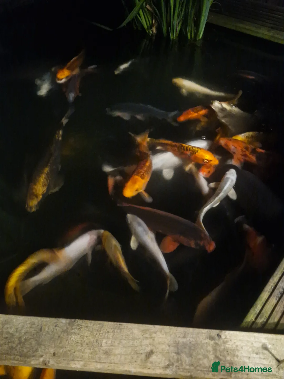 Koi Carp fish for sale: Koi carp various sizes - Advert 13