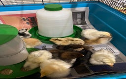 Chickens poultry for sale: 10 Aseel chicks and 2 Brahma chicks for sale - Image 7