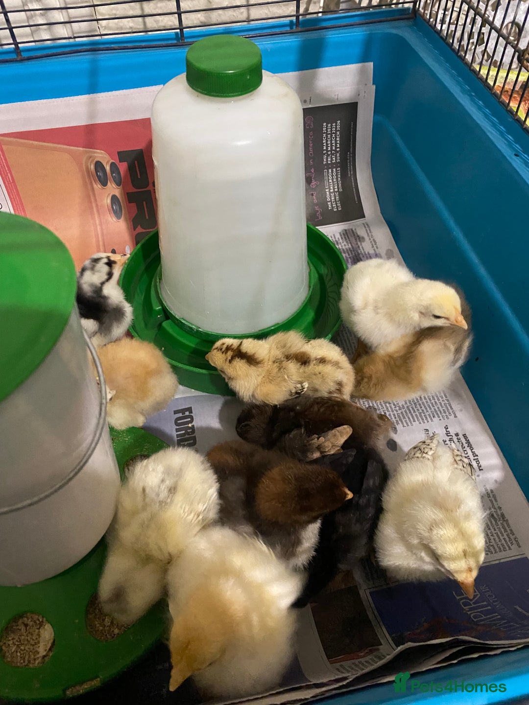 Chickens poultry for sale: 10 Aseel chicks and 2 Brahma chicks for sale - Image 7