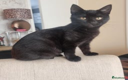 Mixed Breed cats for sale: Two black beauty  - Image 7
