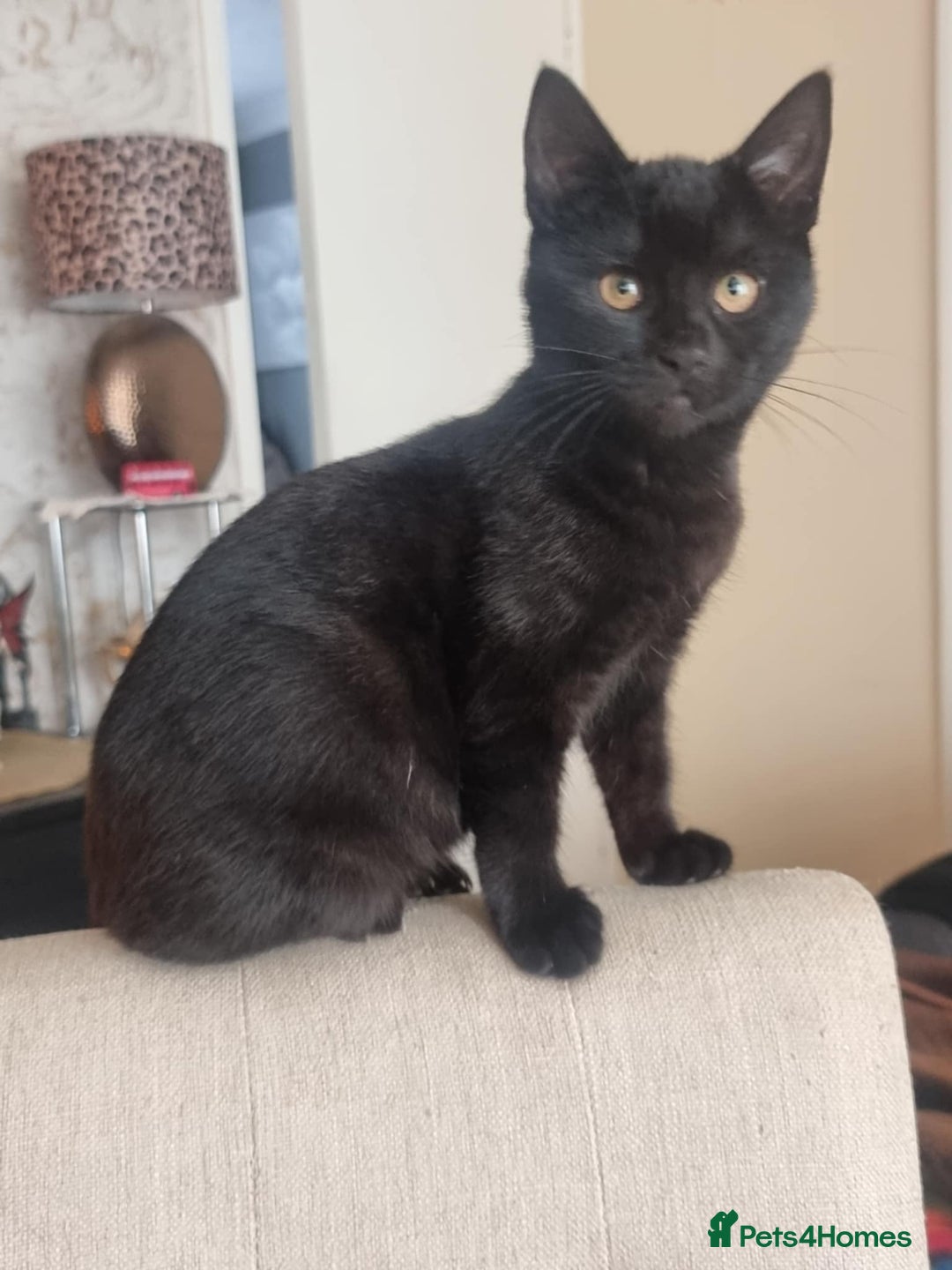 Mixed Breed cats for sale: Two black beauty  - Image 7