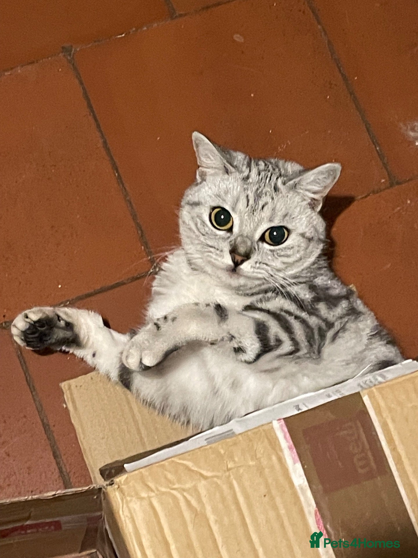 British Shorthair cats GCCF. BSH boy n girl..both spayed  - Advert 2