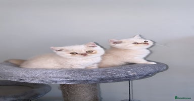 British Shorthair cats - Advert 3
