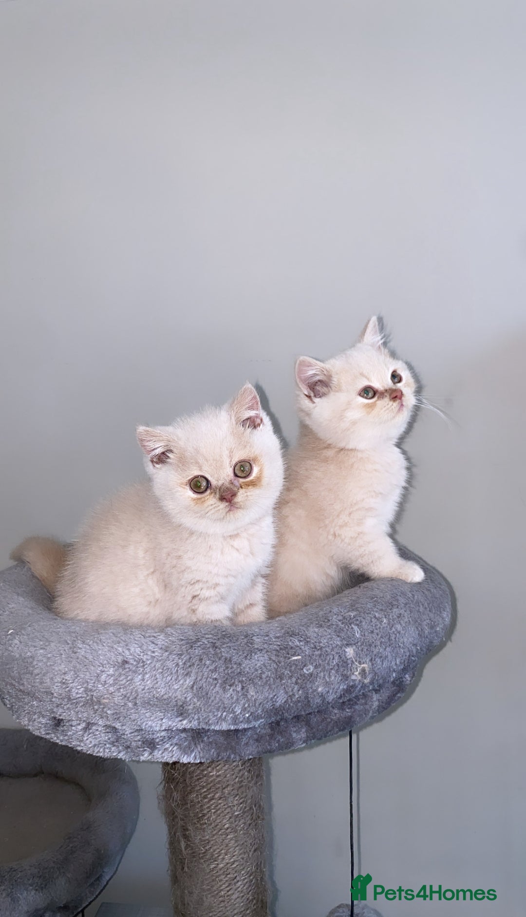 British Shorthair cats for sale: British short hair rainbow 🌈 litter - Image 4