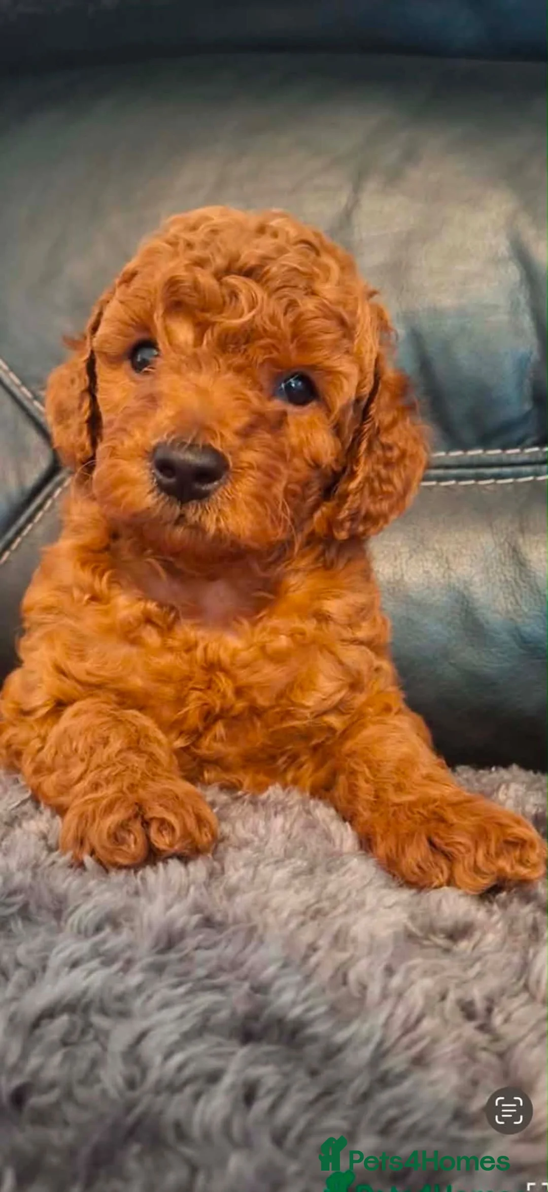 Toy Poodle dogs for sale: Toy Poodle  - Advert 2