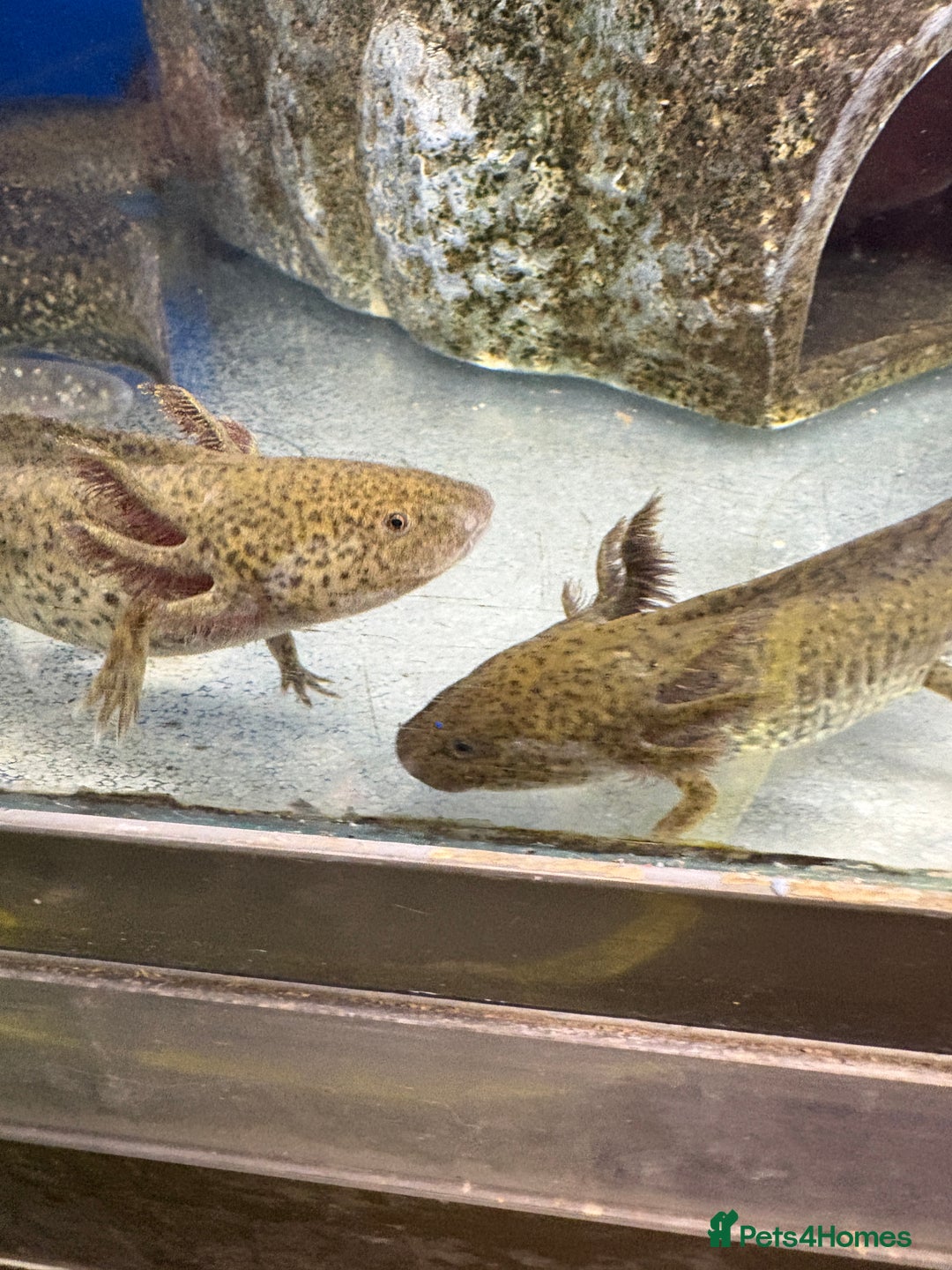 Axolotl reptiles for sale: Adorable Axolotls  - Advert 8