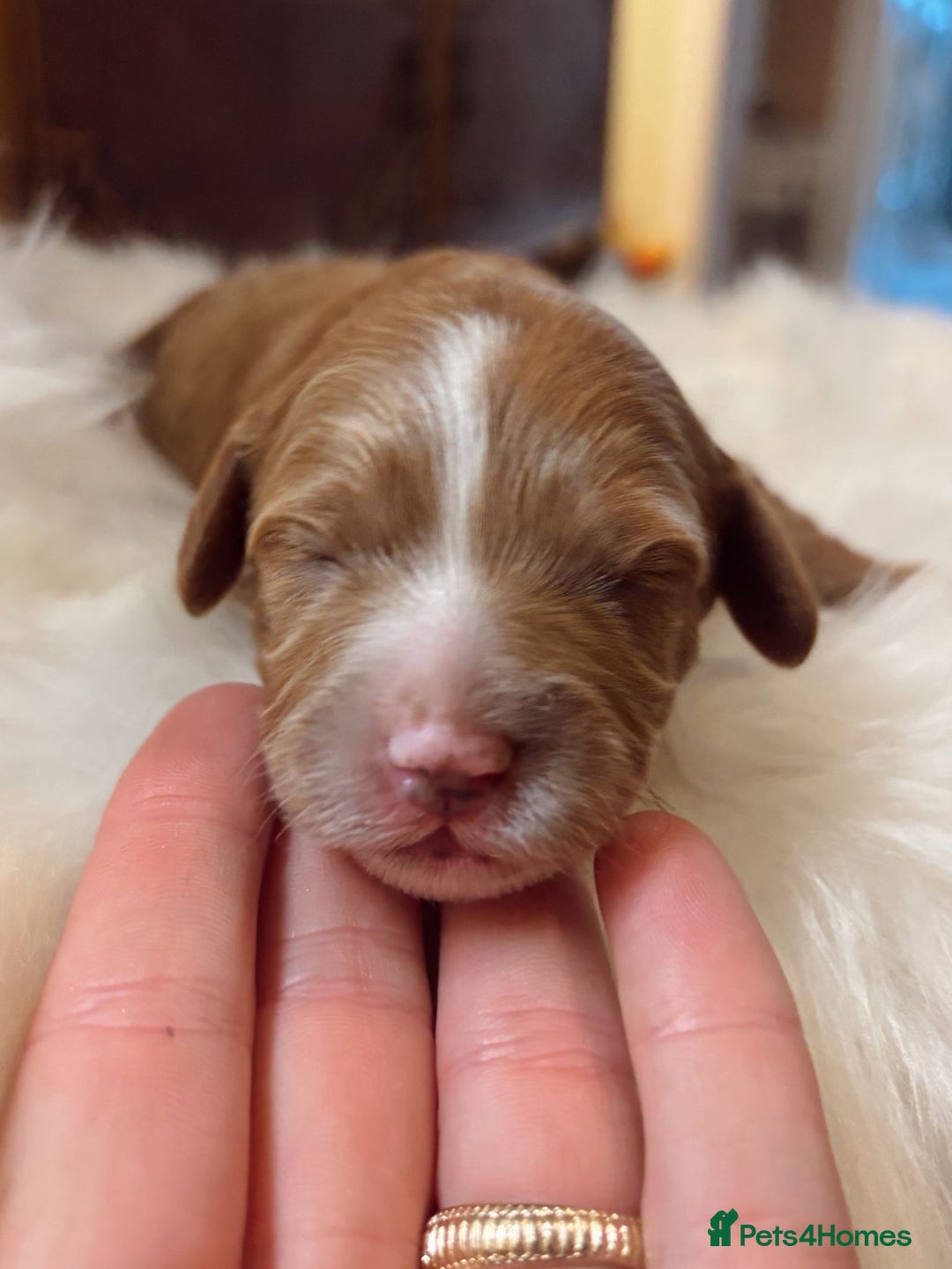 Cavapoo dogs for sale: F1 Toy red cavapoos  - Advert 6