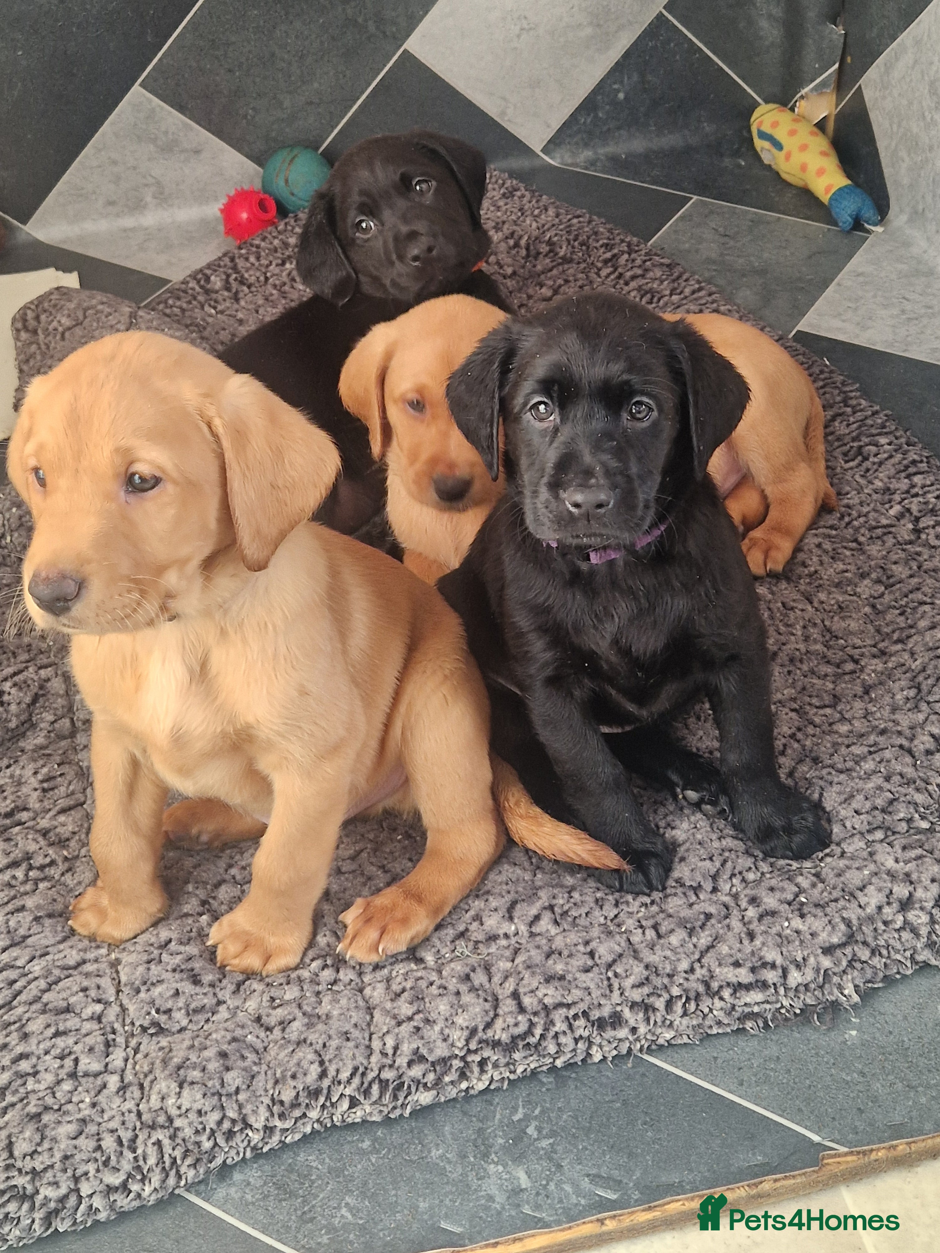 Labrador Retriever dogs LABRADOR PUPPIES 4 AVAILABLE  - Advert 4