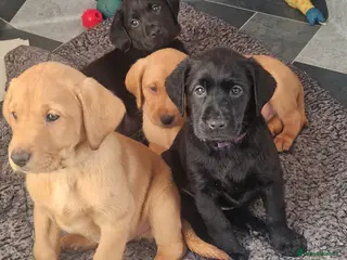 Labrador Retriever dogs LABRADOR PUPPIES 4 AVAILABLE - Advert 4