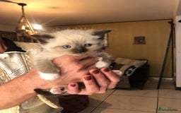 Ragdoll cats for sale: Ragdoll kittens  - Advert 30