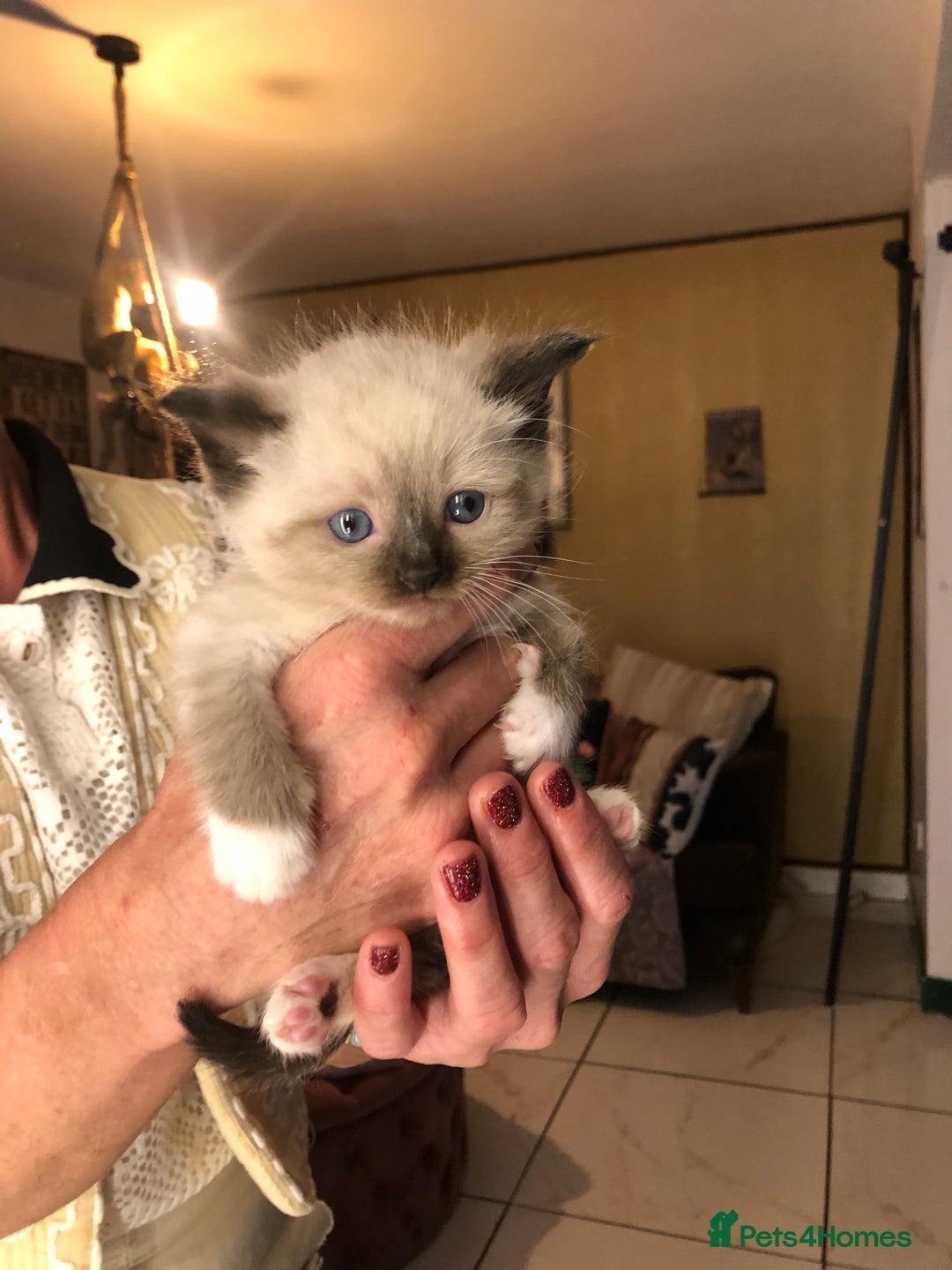 Ragdoll cats for sale: Ragdoll kittens  - Advert 30