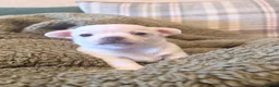 Chihuahua dogs for sale: Chihuahua boys  - Advert 3