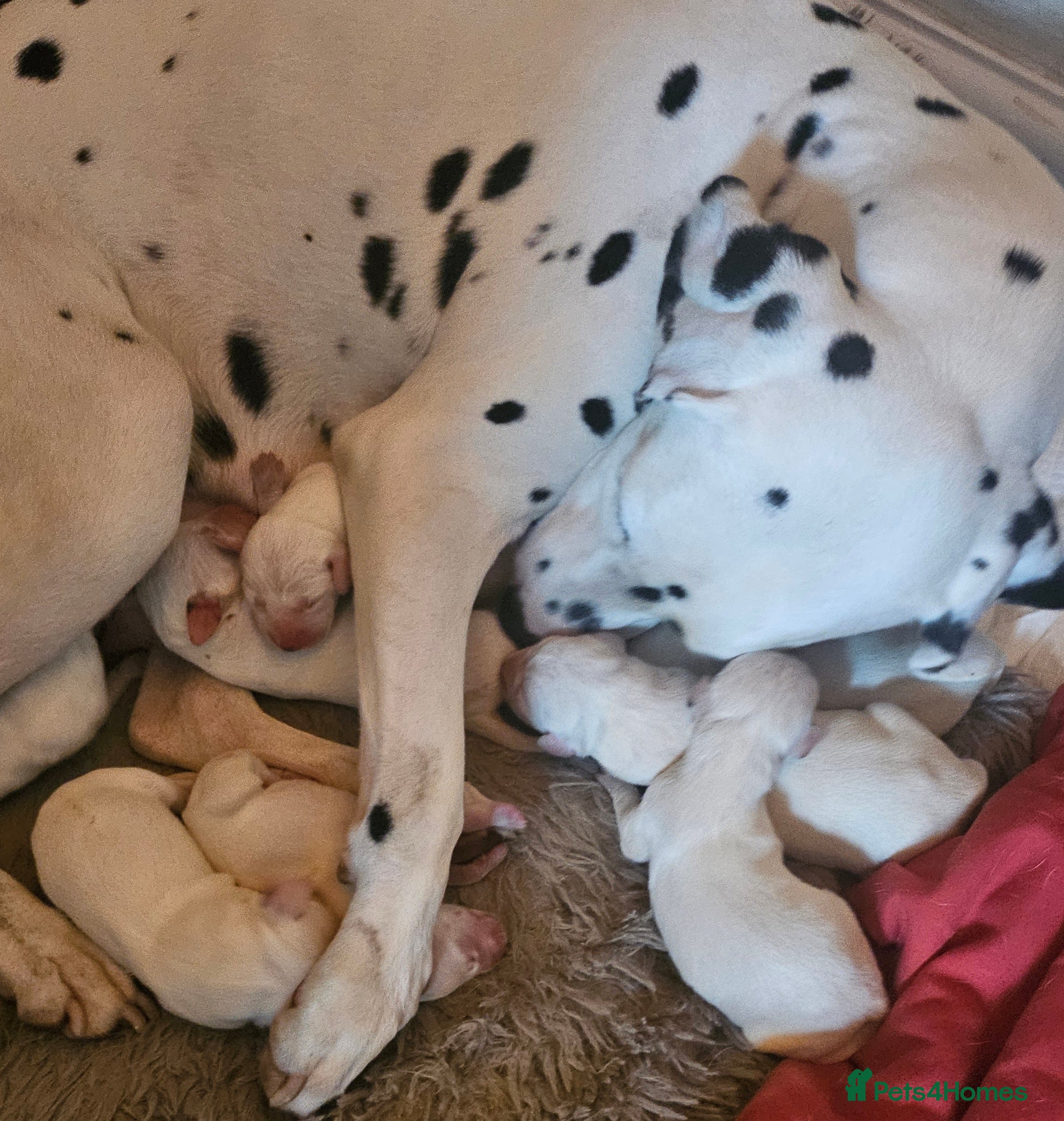 Dalmatian dogs Gorgeous kc dalmatian boy  - Advert 1