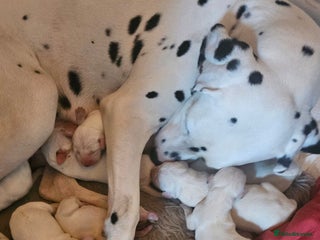 Dalmatian dogs Gorgeous kc dalmatian boy - Advert 1