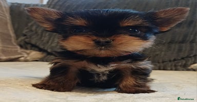 Yorkshire Terrier dogs Gorgeous puppies❤️❤️🩵🩵 - Advert 2