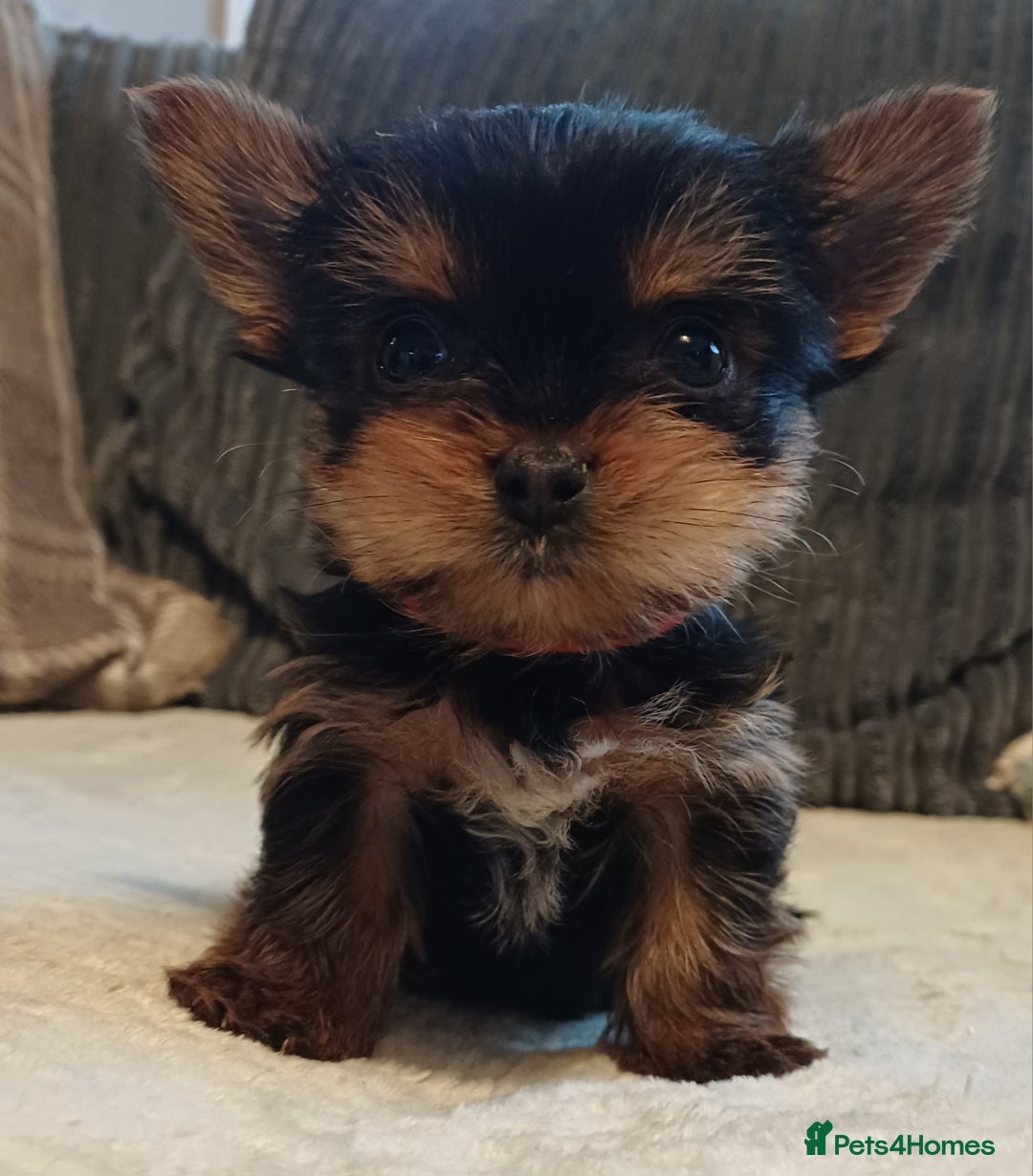 Yorkshire Terrier dogs for sale: Gorgeous puppies❤️❤️🩵🩵 - Advert 2