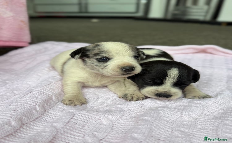 Mixed Breed dogs - Advert 16