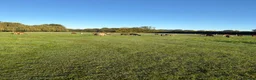 Alpaca livestock for sale: Beautiful BAS Registered Baby Alpacas For Sale! - Advert 7