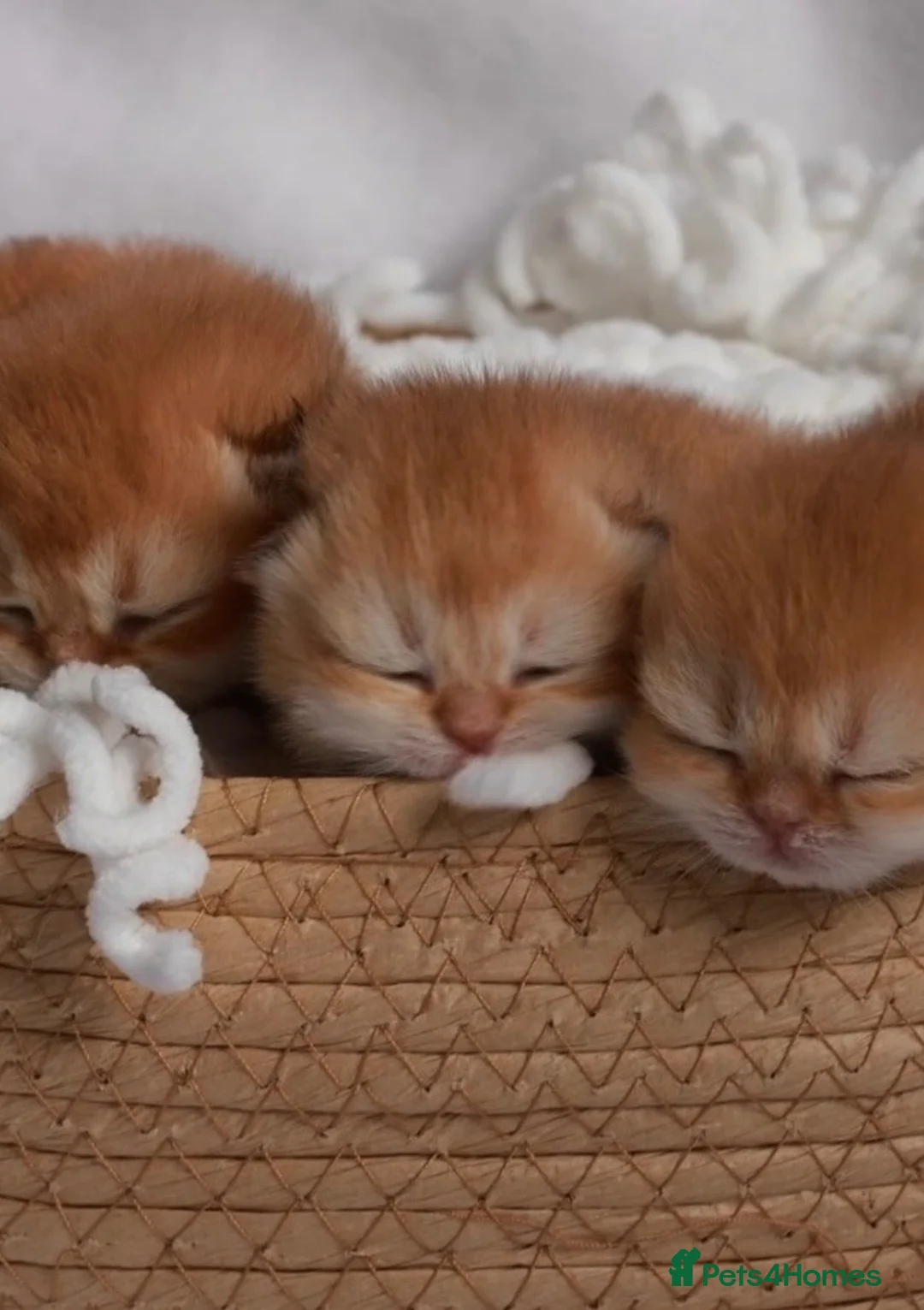 British Shorthair cats for sale: ✨Exclusive Golden BSH babies teddy bear type🧸✨ in Upminster - Advert 1