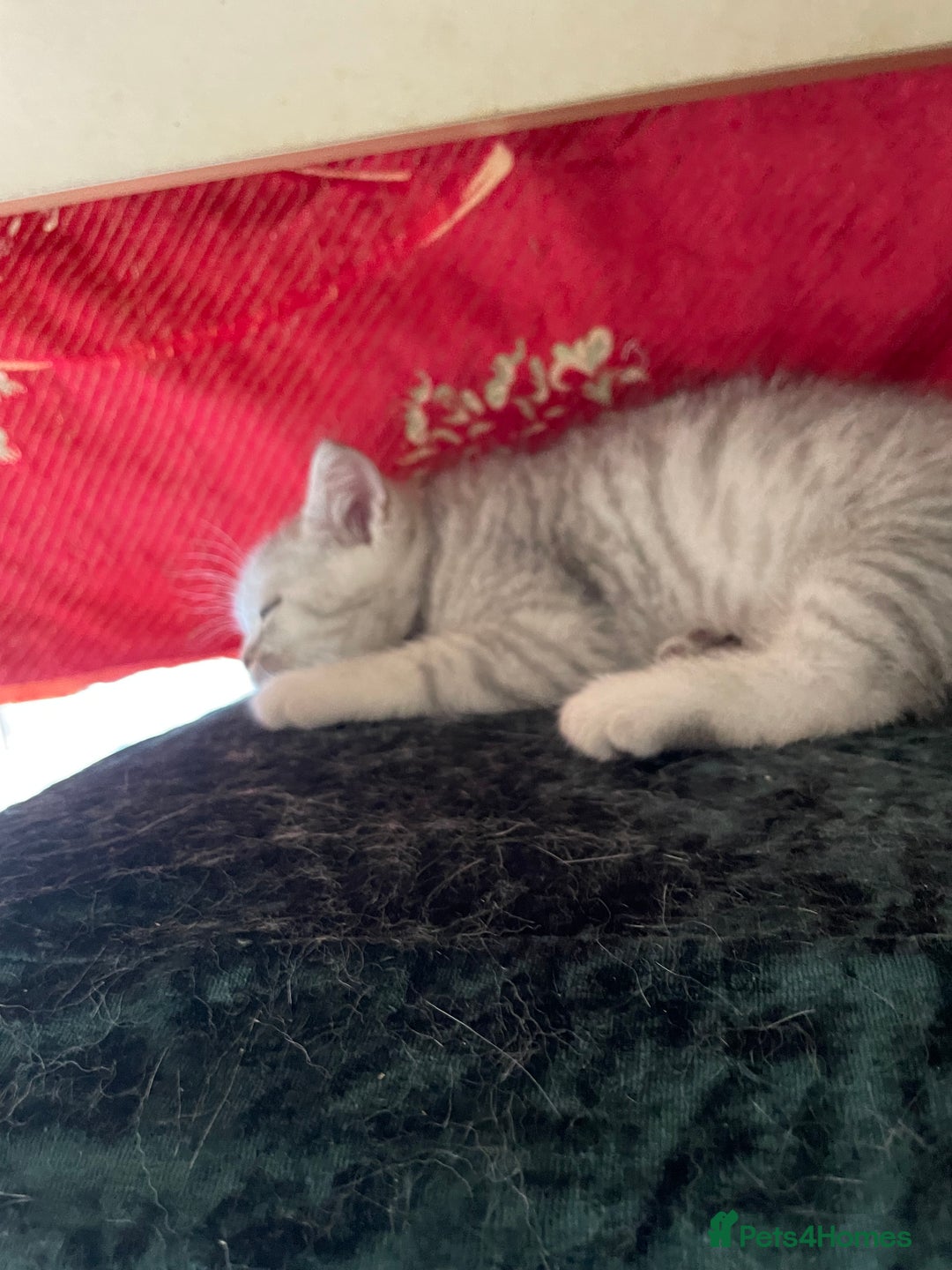 British Shorthair cats for sale: Fabulous, playful and healthy BSH kittens, rare - Image 31