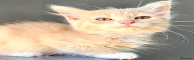 Maine Coon Kitten 4