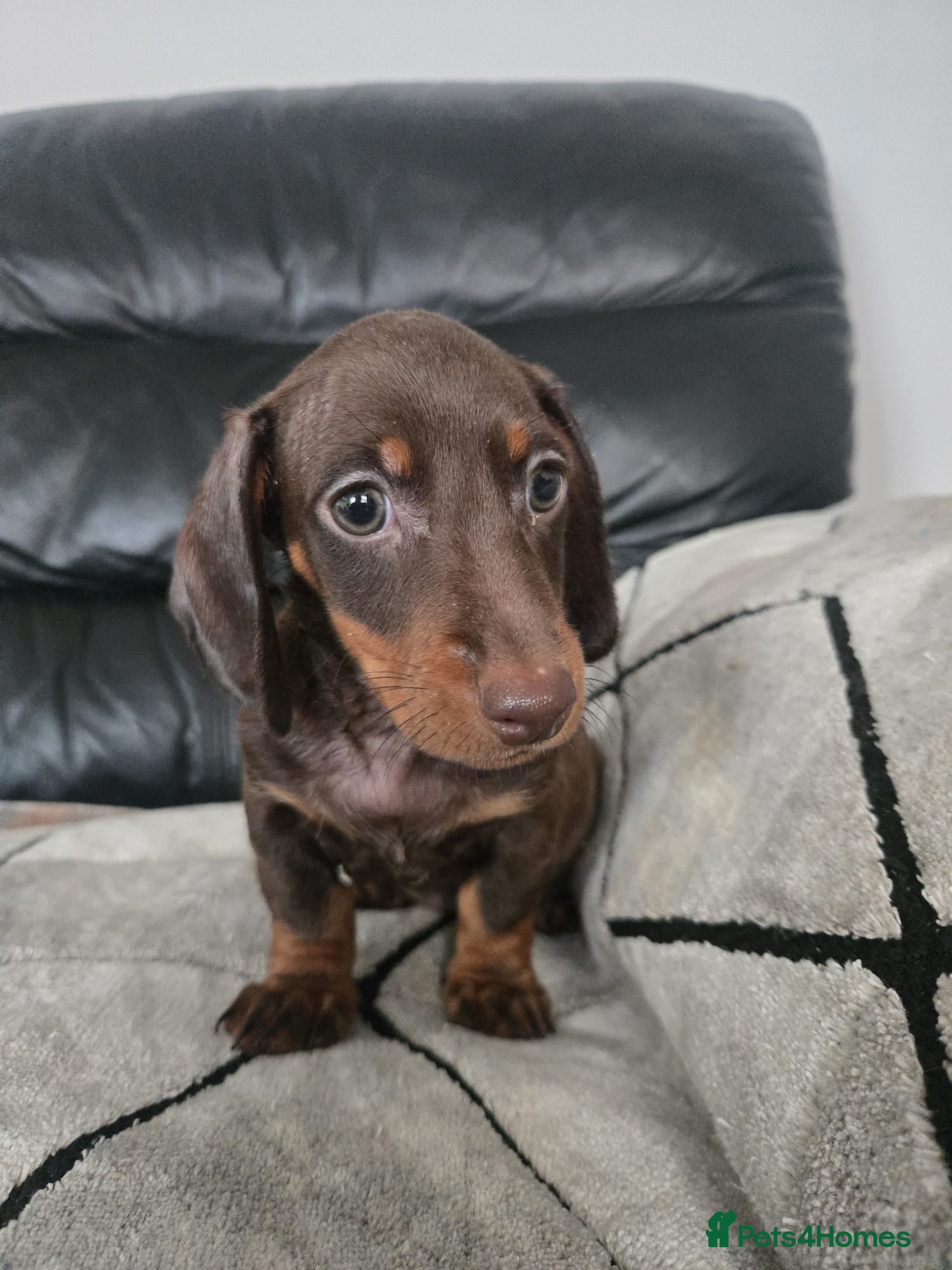 Dachshund dogs Beautiful dachshund babies  - Advert 4