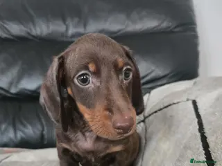 Dachshund dogs Beautiful dachshund babies - Advert 4