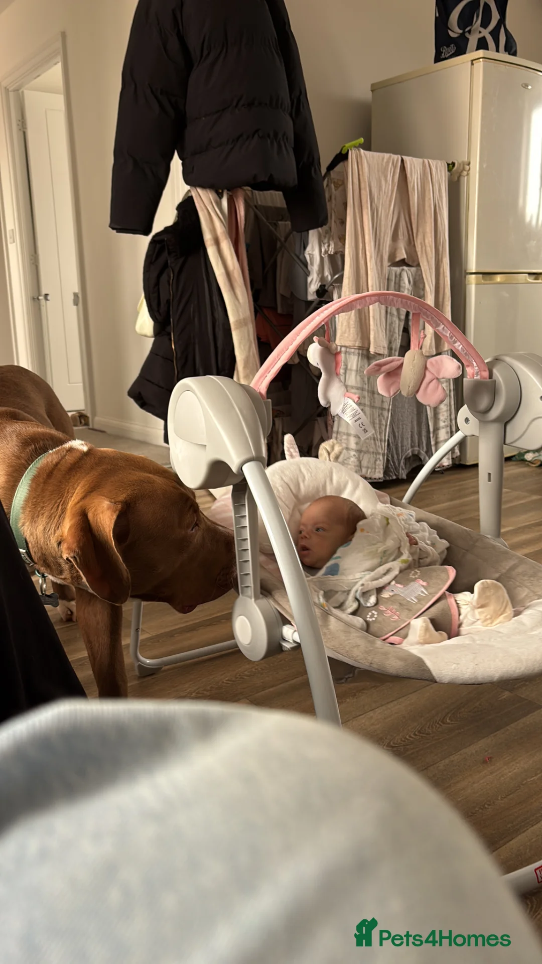 Mixed Breed dogs for sale: Bowen-9 months - Advert 1