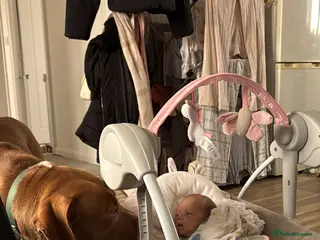 Mixed Breed dogs Bowen- 8 months - Advert 1