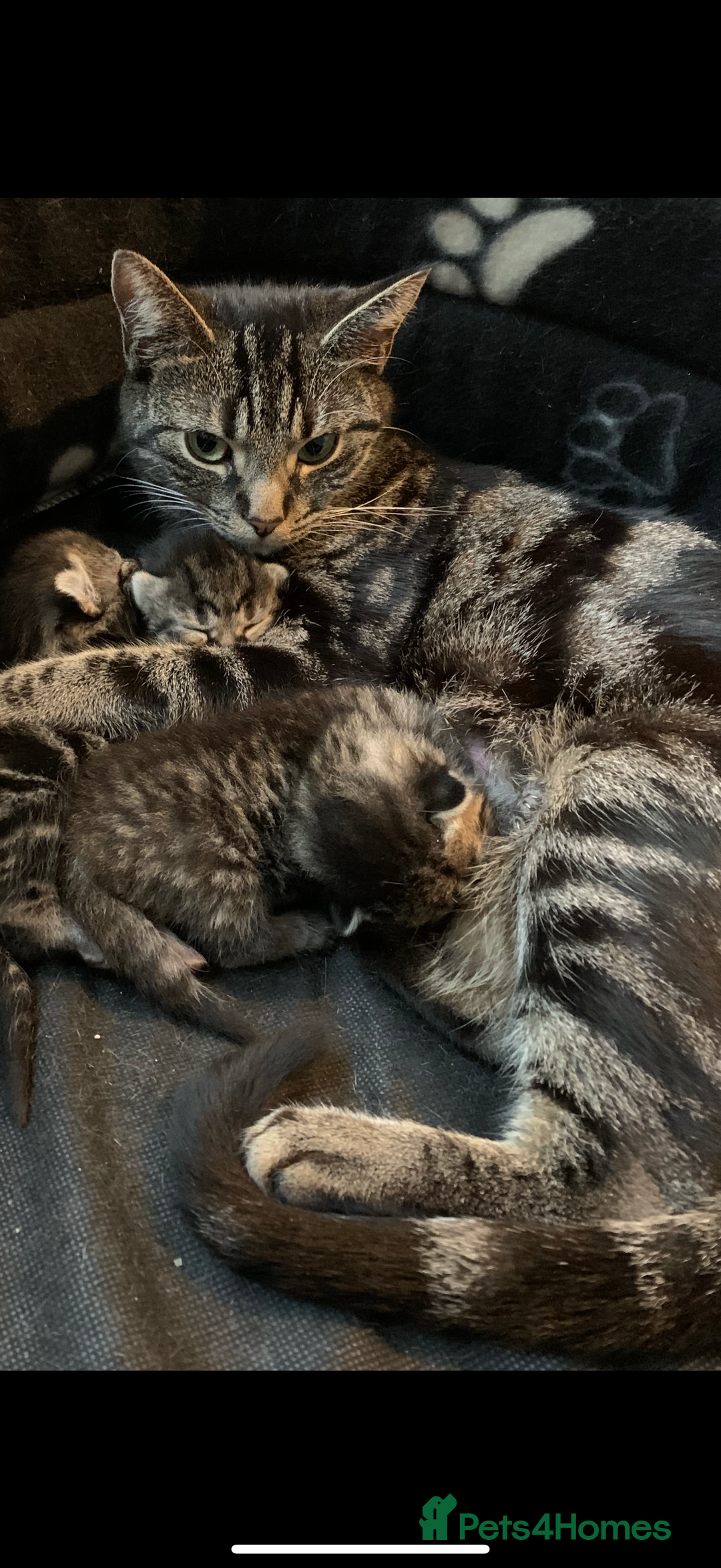 British Shorthair cats for sale: Cute playful fully vaccinated BSH ready to rehome - Advert 12