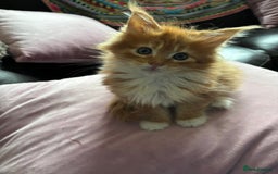 Maine Coon cats for sale: Beautiful Maine Coon kitten Boys - Image 7