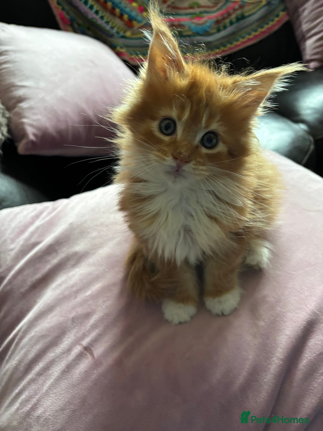 Maine Coon cats for sale: Beautiful Maine Coon kitten Boys - Image 7