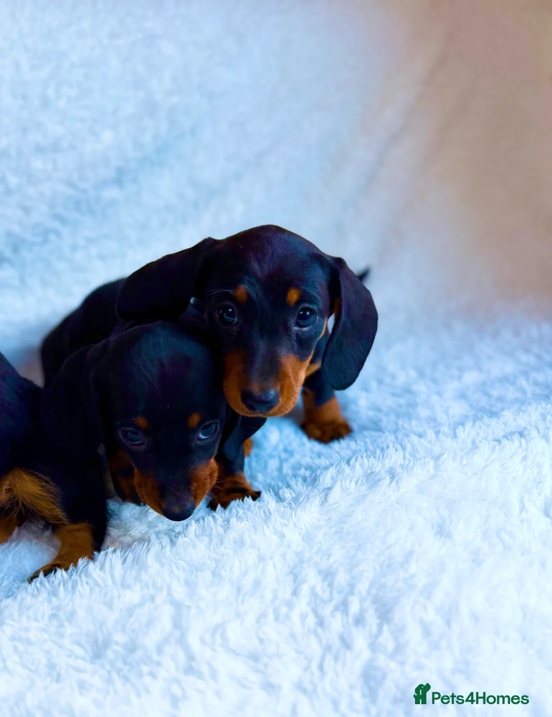 Miniature Dachshund dogs for sale: Beautiful Miniature Dachshund puppies for sale - Advert 3