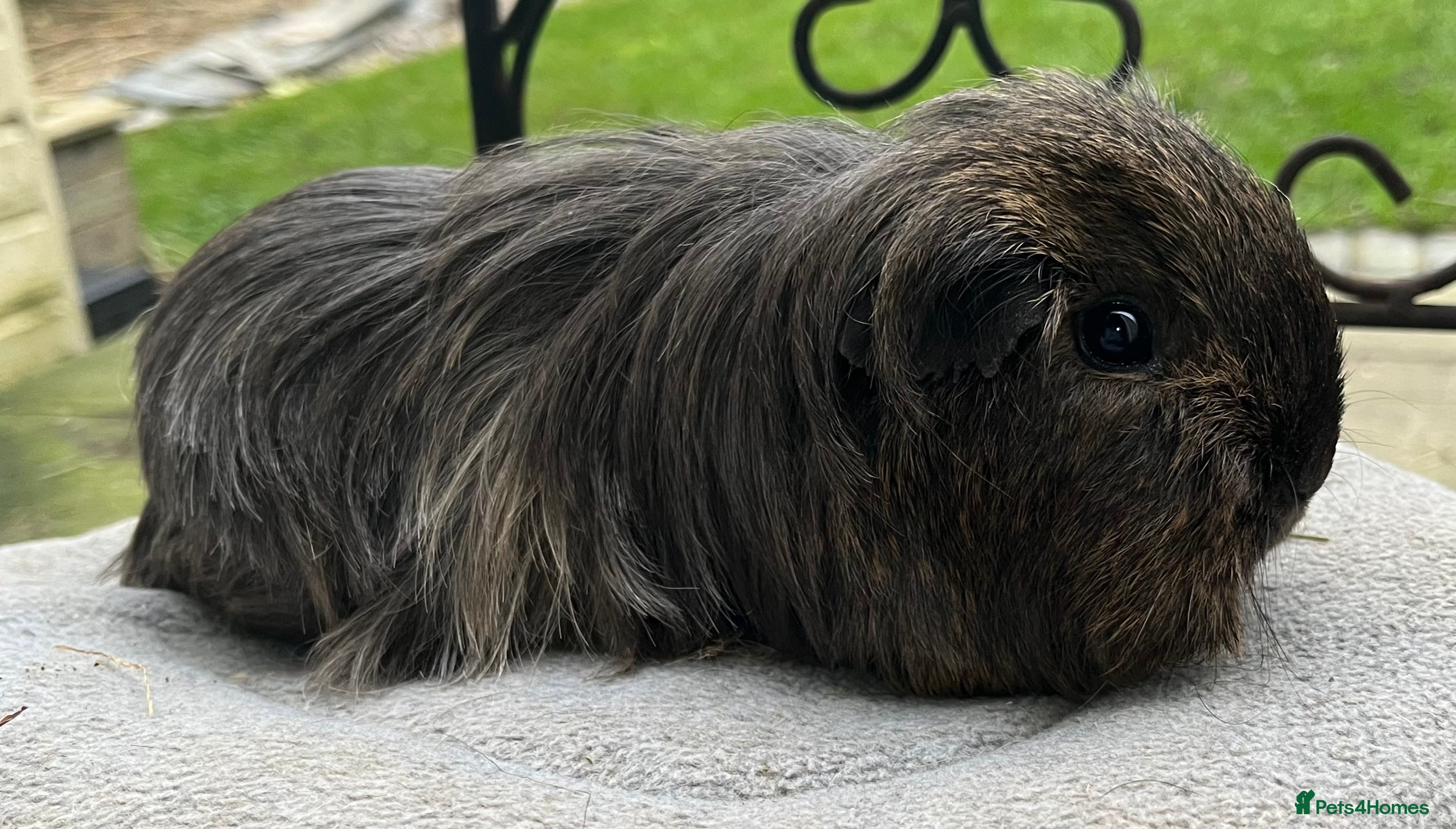 Guinea Pig rodents X2 girls, x2 boys bonded pairs £75 a pair.  - Advert 4